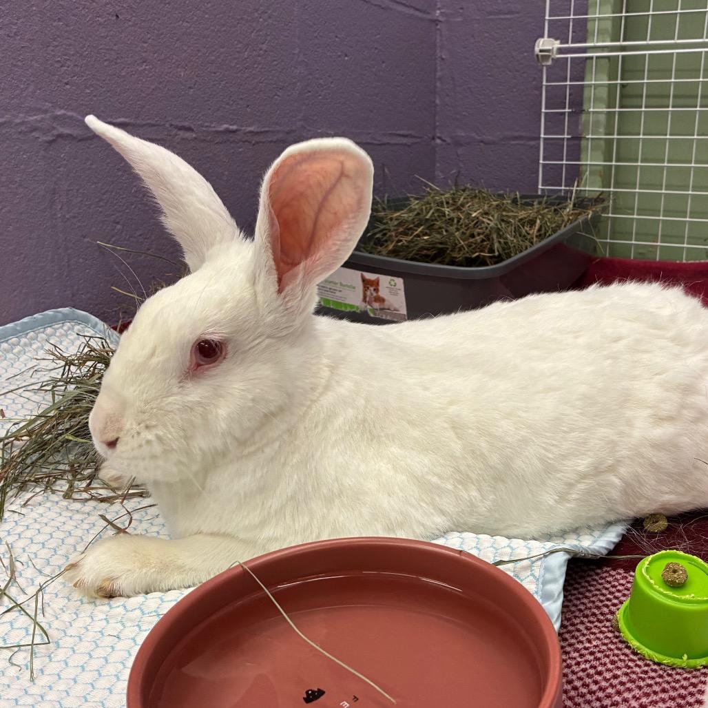 Enlarge Basil, a Adoptable New Zealand in Providence, RI image 1/6