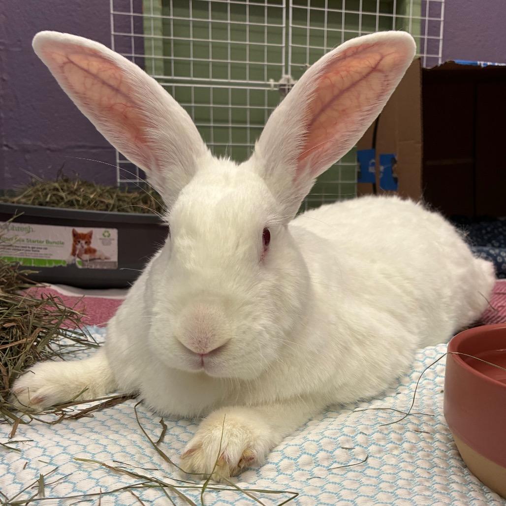 Enlarge Basil, a Adoptable New Zealand in Providence, RI image 2/6