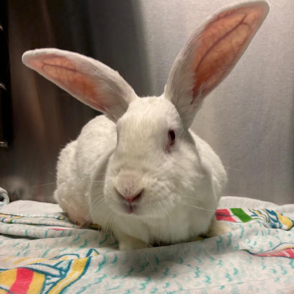 Enlarge Basil, a Adoptable New Zealand in Providence, RI image 4/6