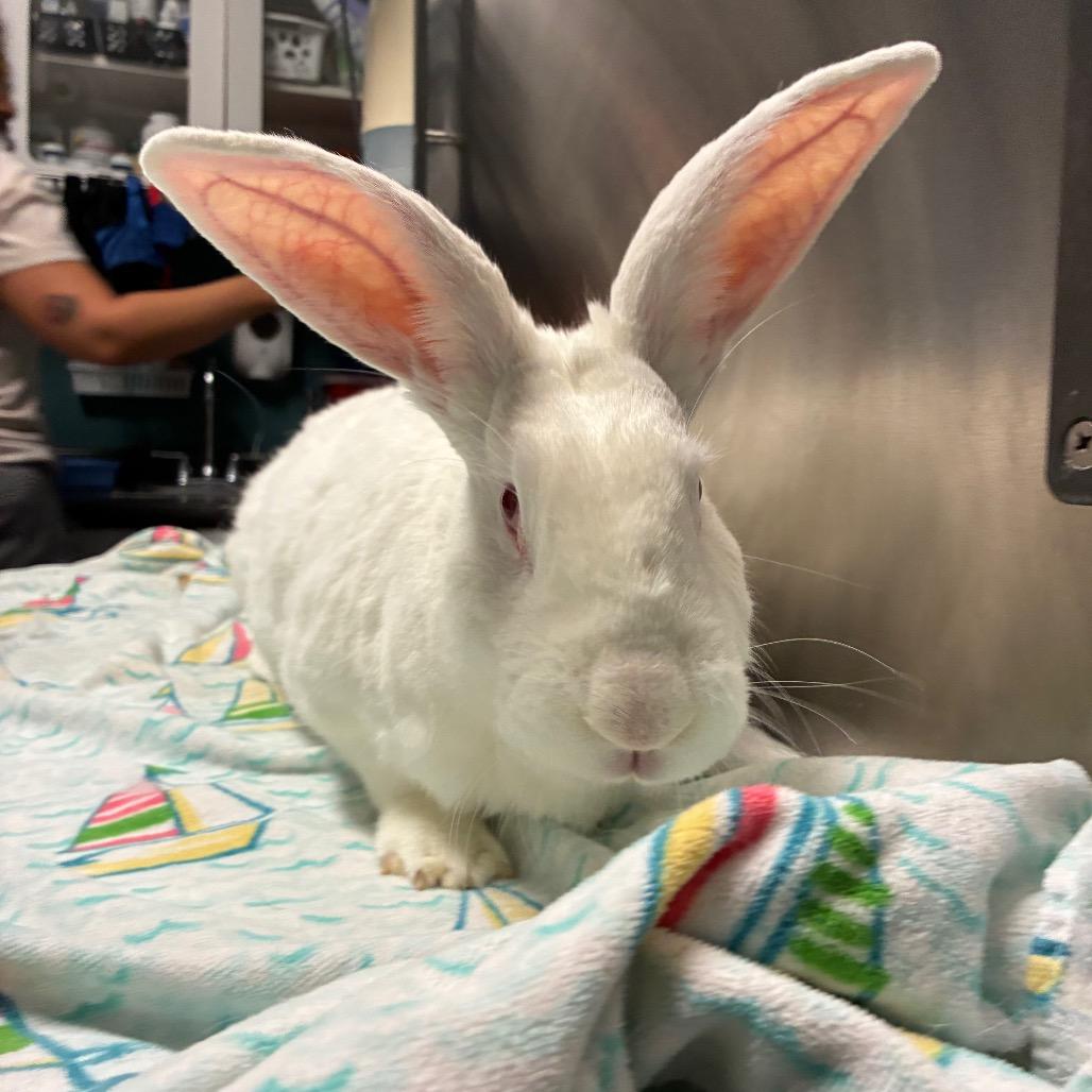 Enlarge Basil, a Adoptable New Zealand in Providence, RI image 5/6