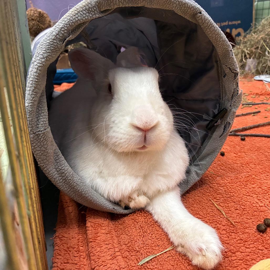 Enlarge Basil, a Adoptable New Zealand in Providence, RI image 6/6