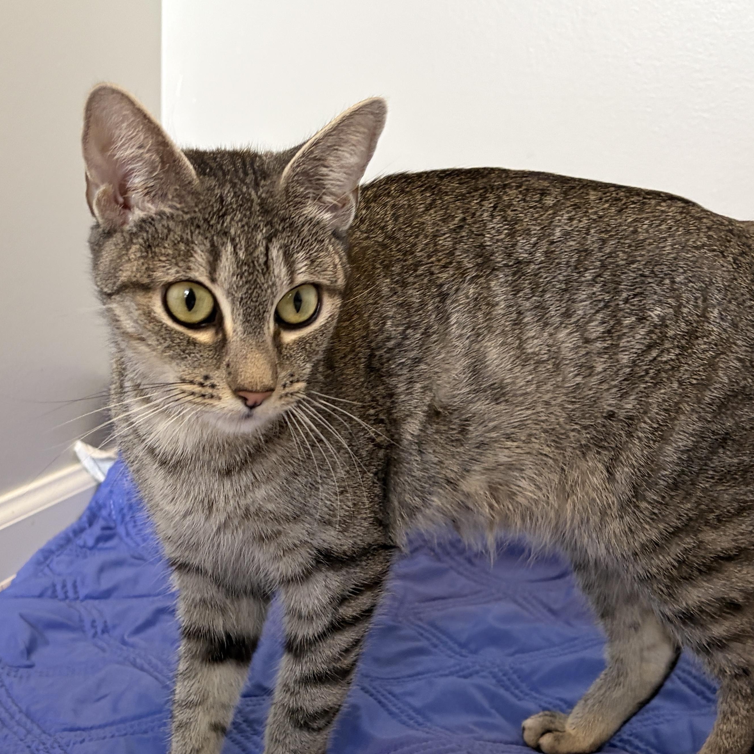 Pudding, Adoptable, Young Female Domestic Short Hair.