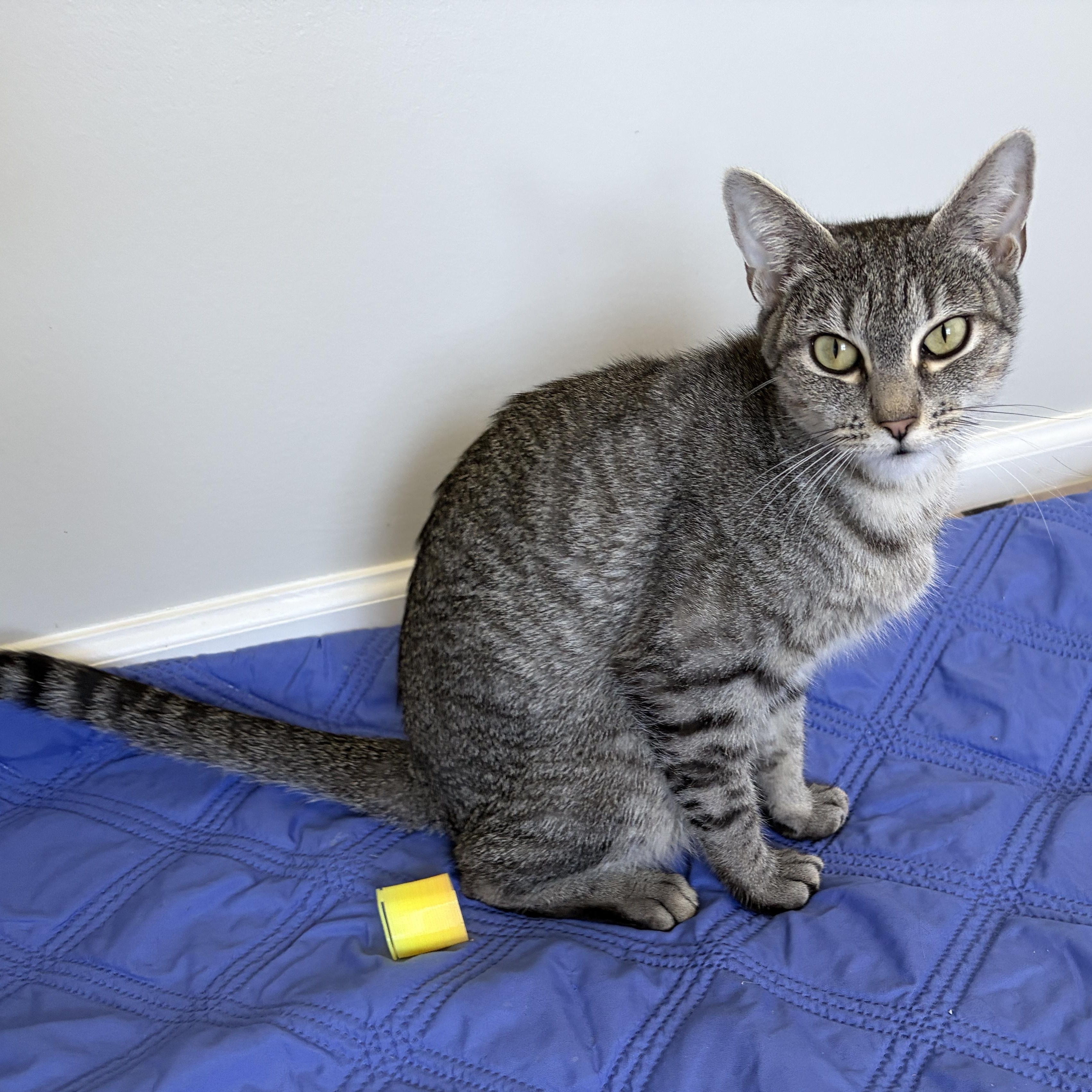 Enlarge Pudding, a Adoptable Domestic Short Hair in Lancaster, PA image 3/3