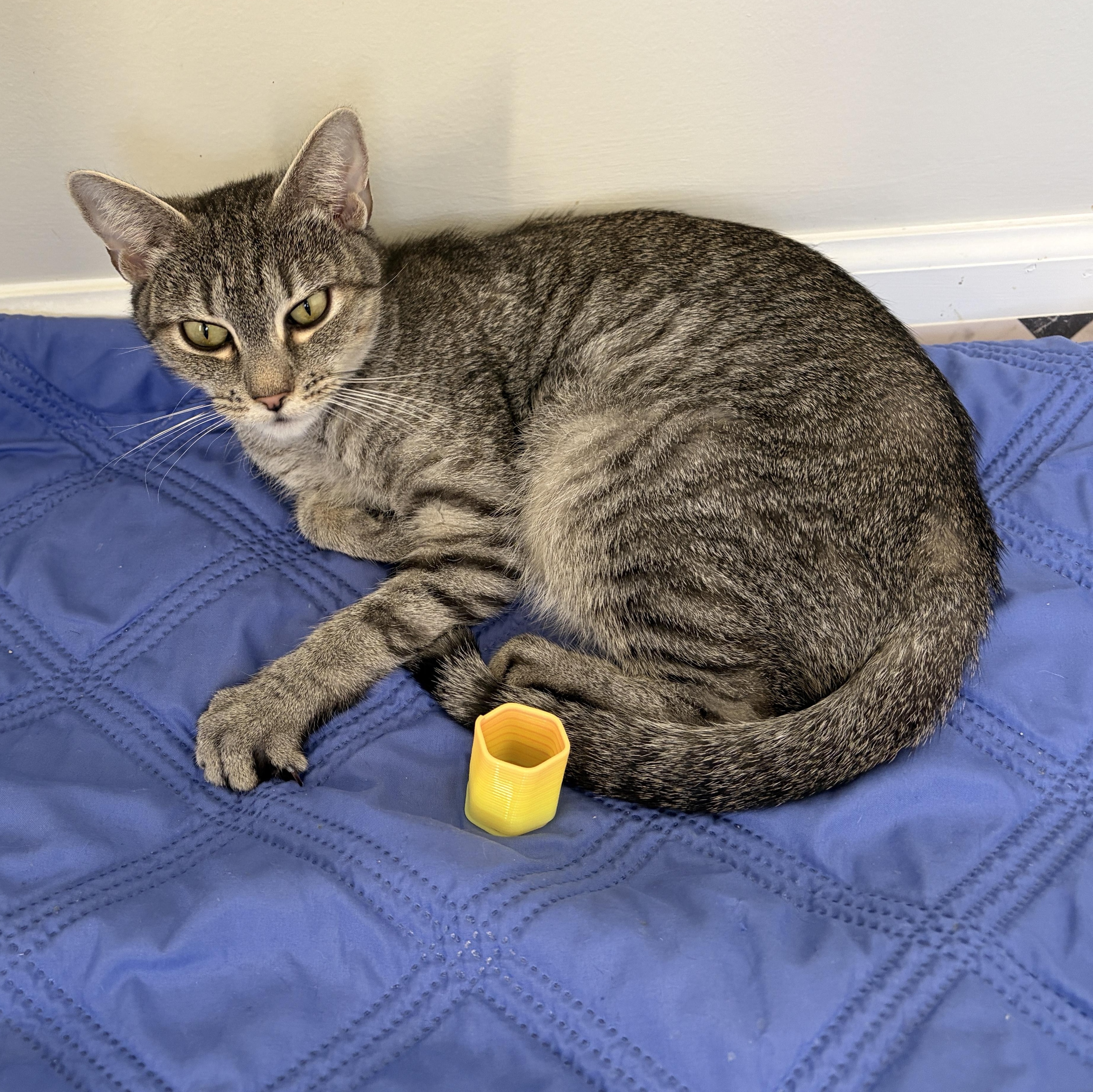 Enlarge Pudding, a Adoptable Domestic Short Hair in Lancaster, PA image 2/3