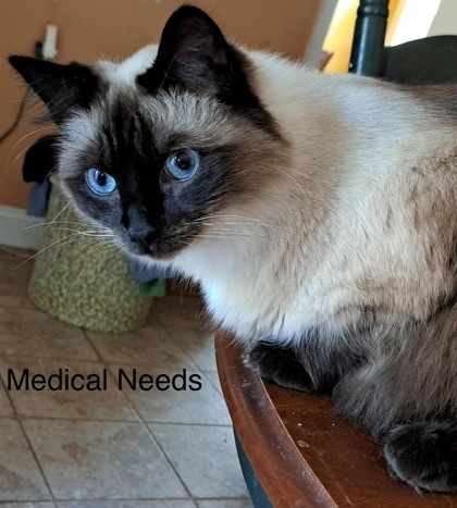 Chanel (Fru Fru Litter), a Adoptable Birman in Baltimore, MD image 2/3