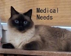 Chanel (Fru Fru Litter), a Adoptable Birman in Baltimore, MD image 3/3