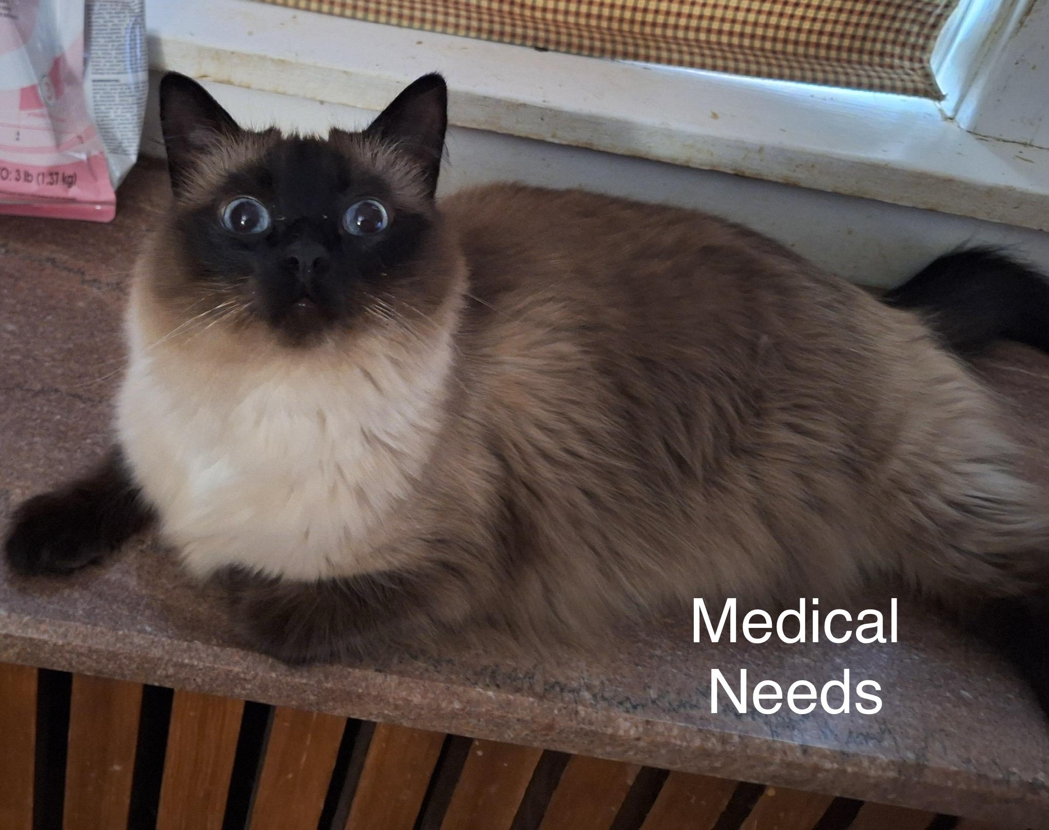 Chanel (Fru Fru Litter), a Adoptable Birman in Baltimore, MD image 1/3