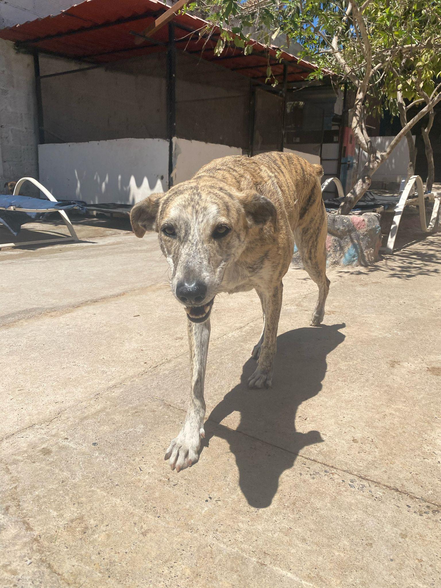 Enlarge Benita, a Adoptable mixed breed in Vancouver, BC image 1/6