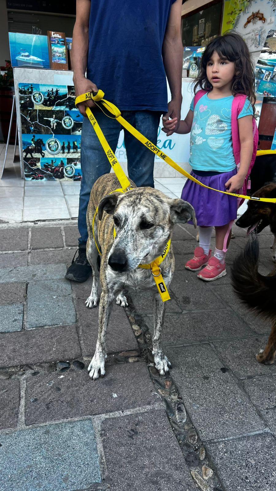 Enlarge Benita, a Adoptable mixed breed in Vancouver, BC image 2/6
