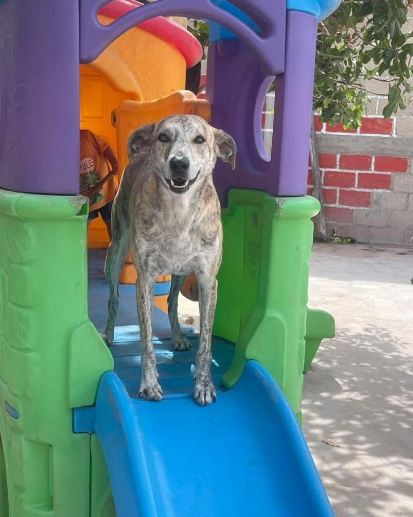 Enlarge Benita, a Adoptable mixed breed in Vancouver, BC image 4/6