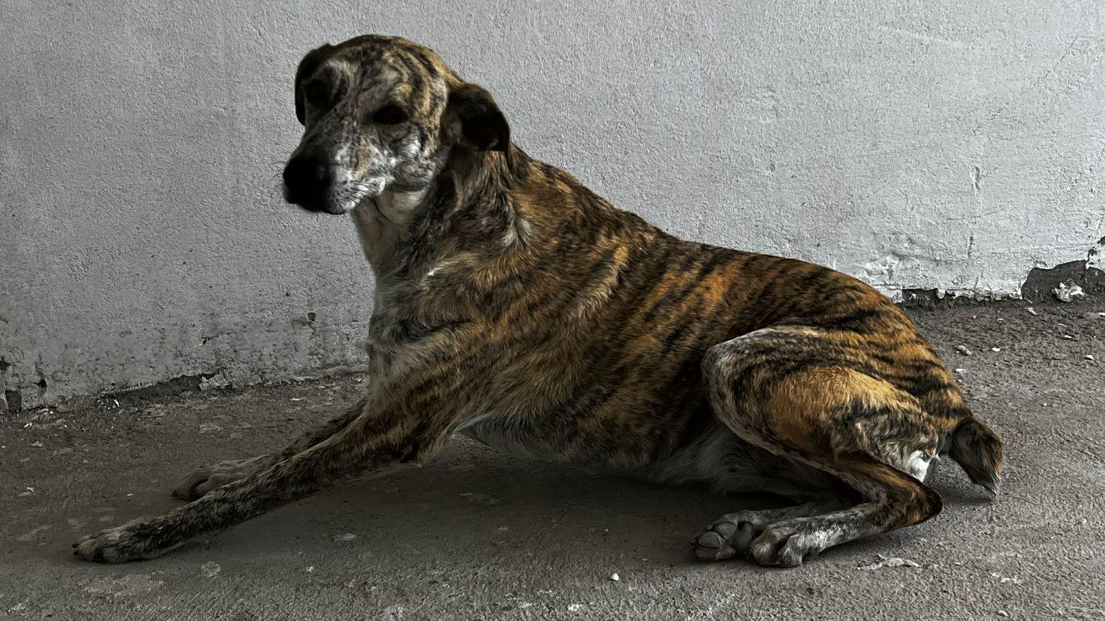 Enlarge Benita, a Adoptable mixed breed in Vancouver, BC image 5/6