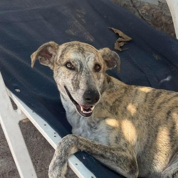 Benita, a Adoptable mixed breed in Vancouver, BC image 1/6