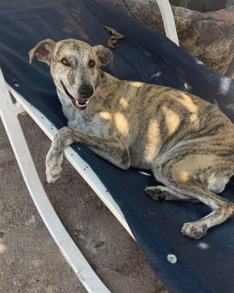 Enlarge Benita, a Adoptable mixed breed in Vancouver, BC image 6/6