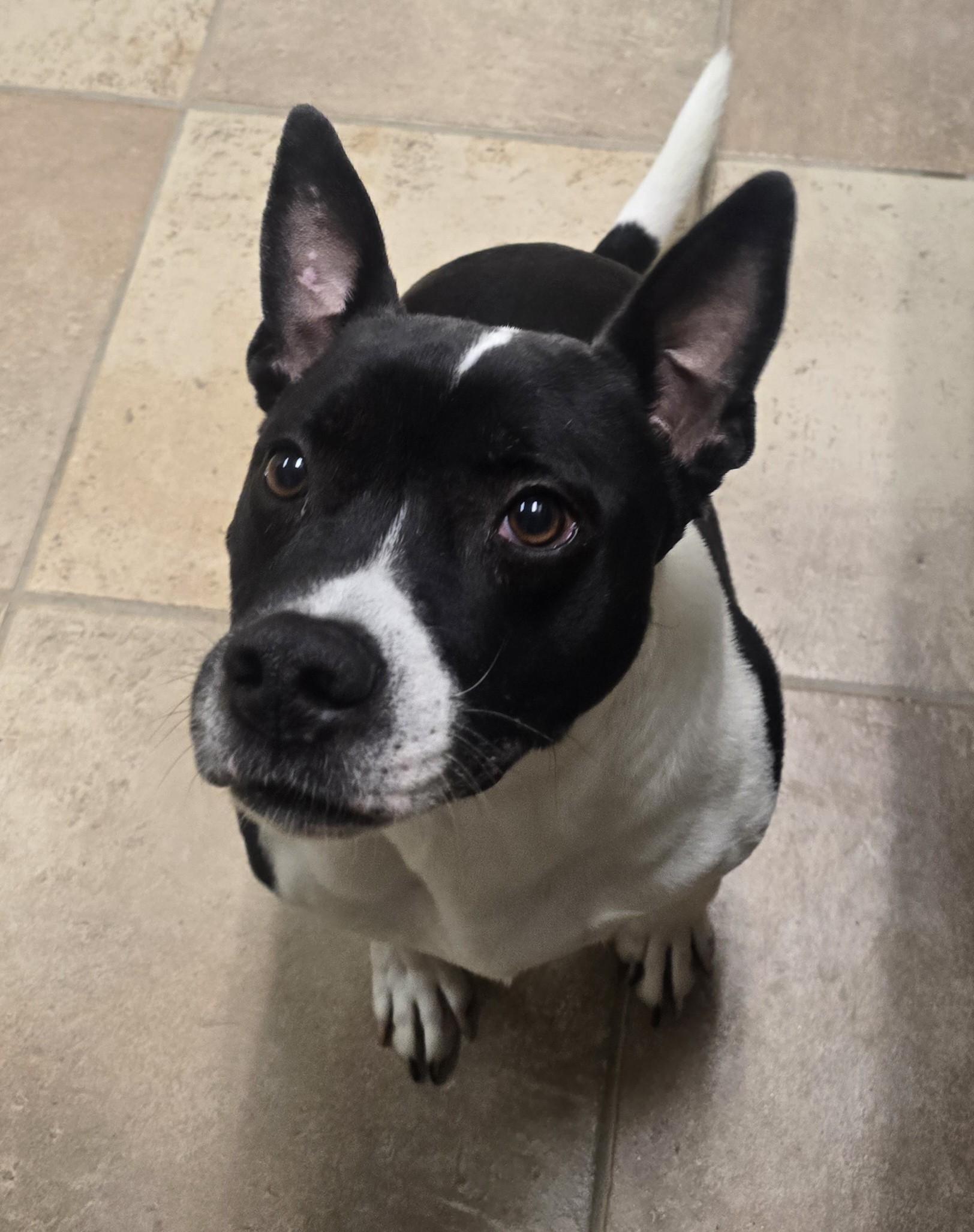 Dundee, adoptable, Adult Male Pit Bull Terrier.