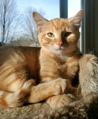 Sunrise, Adoptable, Kitten Male Domestic Short Hair.