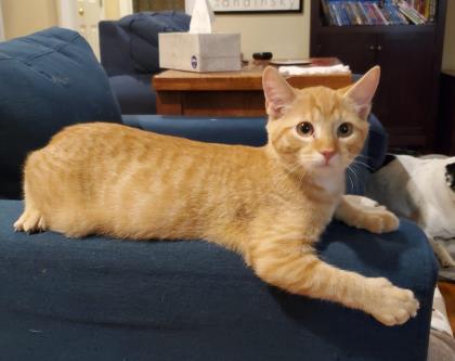 Sunrise, a Adoptable Domestic Short Hair in Newport, KY image 2/3