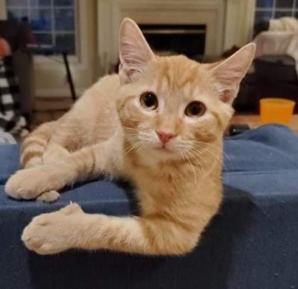Sunrise, a Adoptable Domestic Short Hair in Newport, KY image 3/3