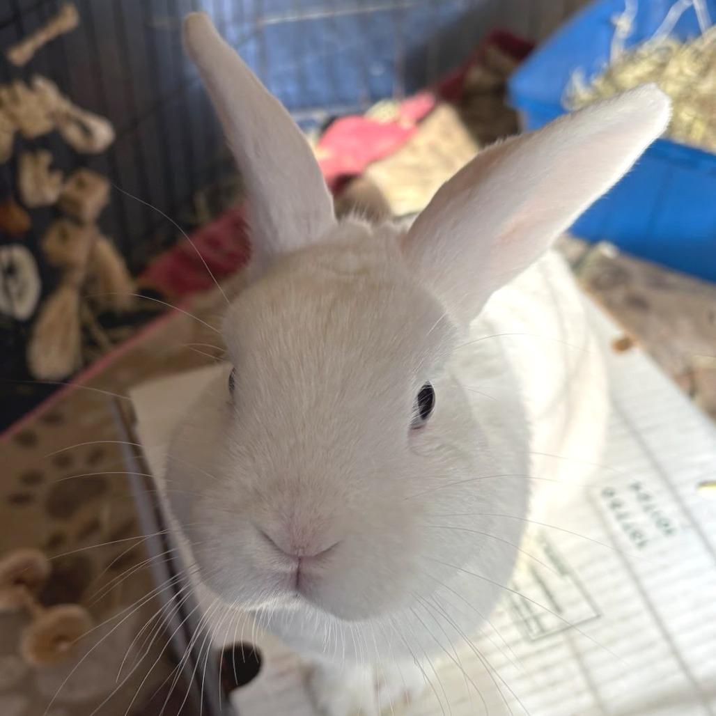 Timmy Turner-in foster- See My Video! 50% off, Adoptable, Young Male American.