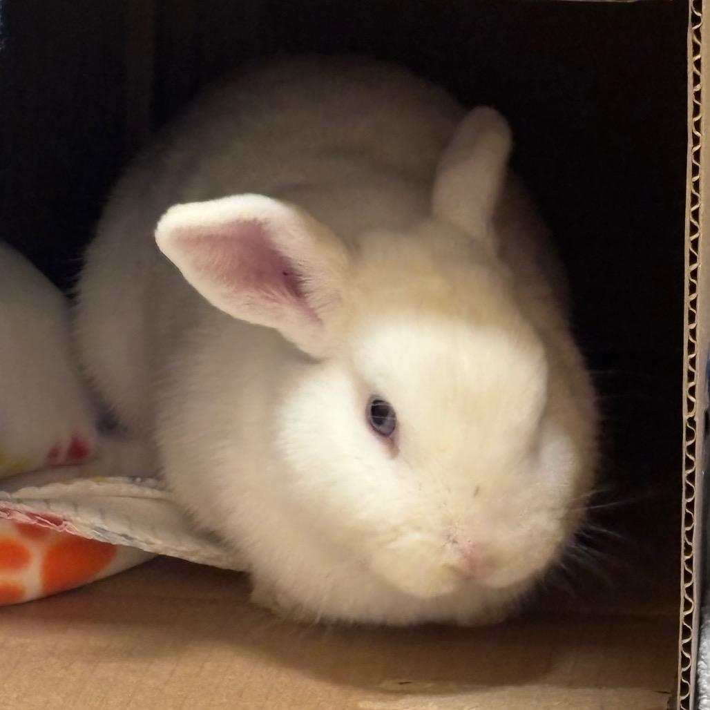 Timmy Turner-in foster- See My Video!, Adoptable, Young Male American.