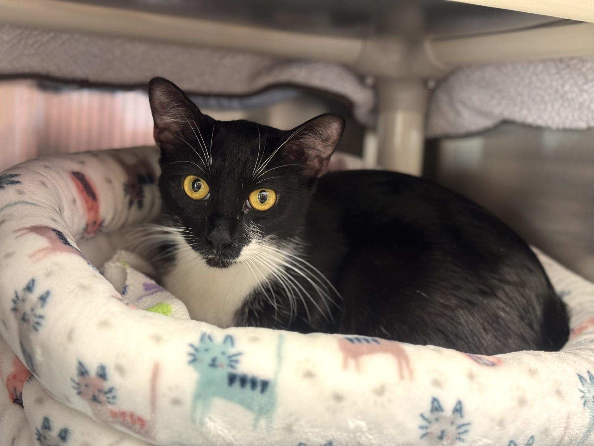 Enlarge Rosanna, a ADOPTABLE Domestic Short Hair in Mission Viejo, CA image 1/1