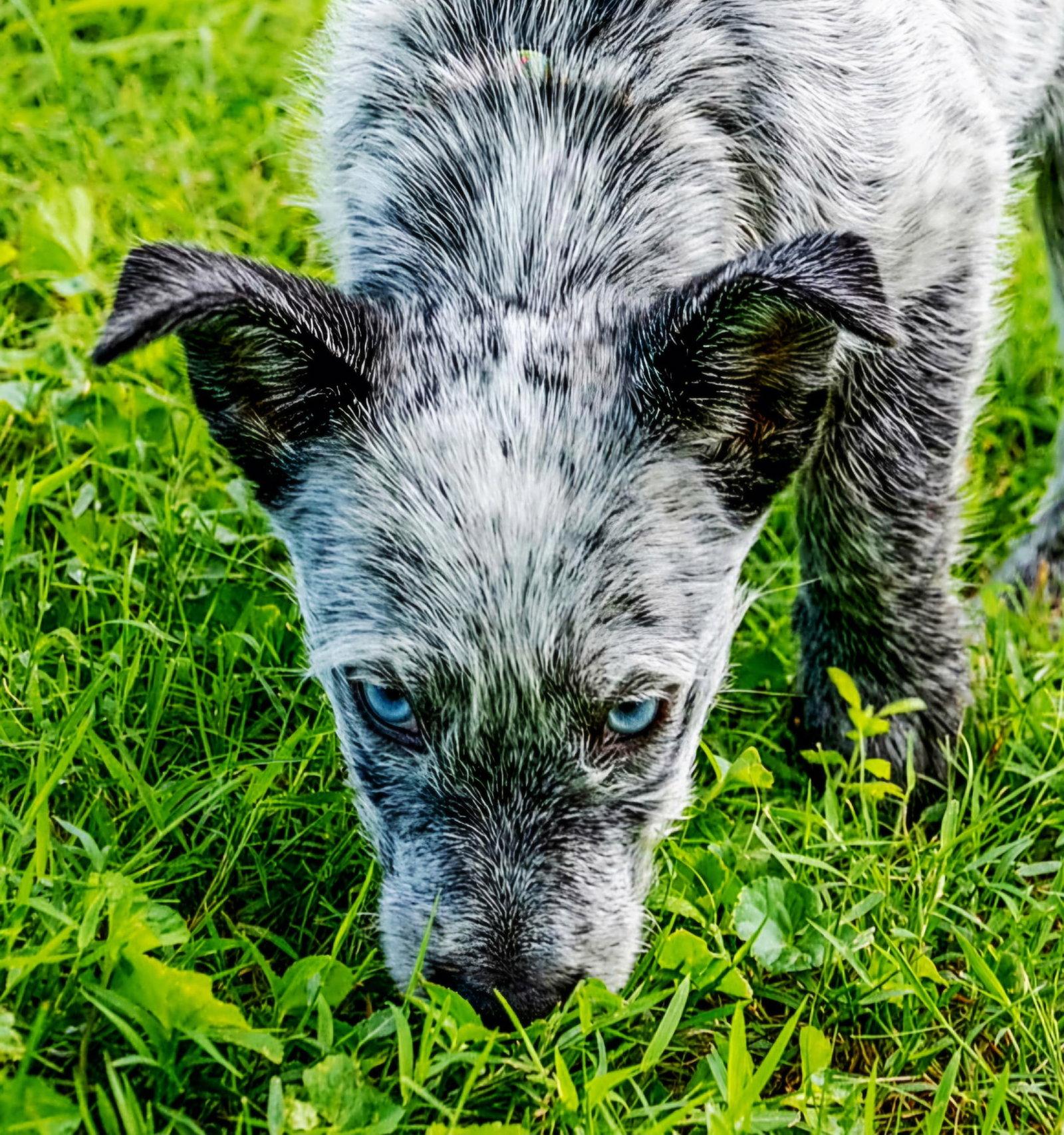 PUPPY OREO, a Adopted Australian Cattle Dog / Blue Heeler in Franklin, TN image 2/3