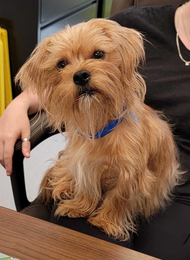 Furby, Adopted, Young Male Yorkshire Terrier & Mixed Breed.
