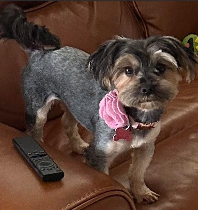 Sedona, Adopted, Adult Female Yorkshire Terrier.