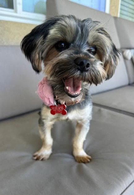 Enlarge Sedona, a Adopted Yorkshire Terrier in San Diego, CA image 2/3