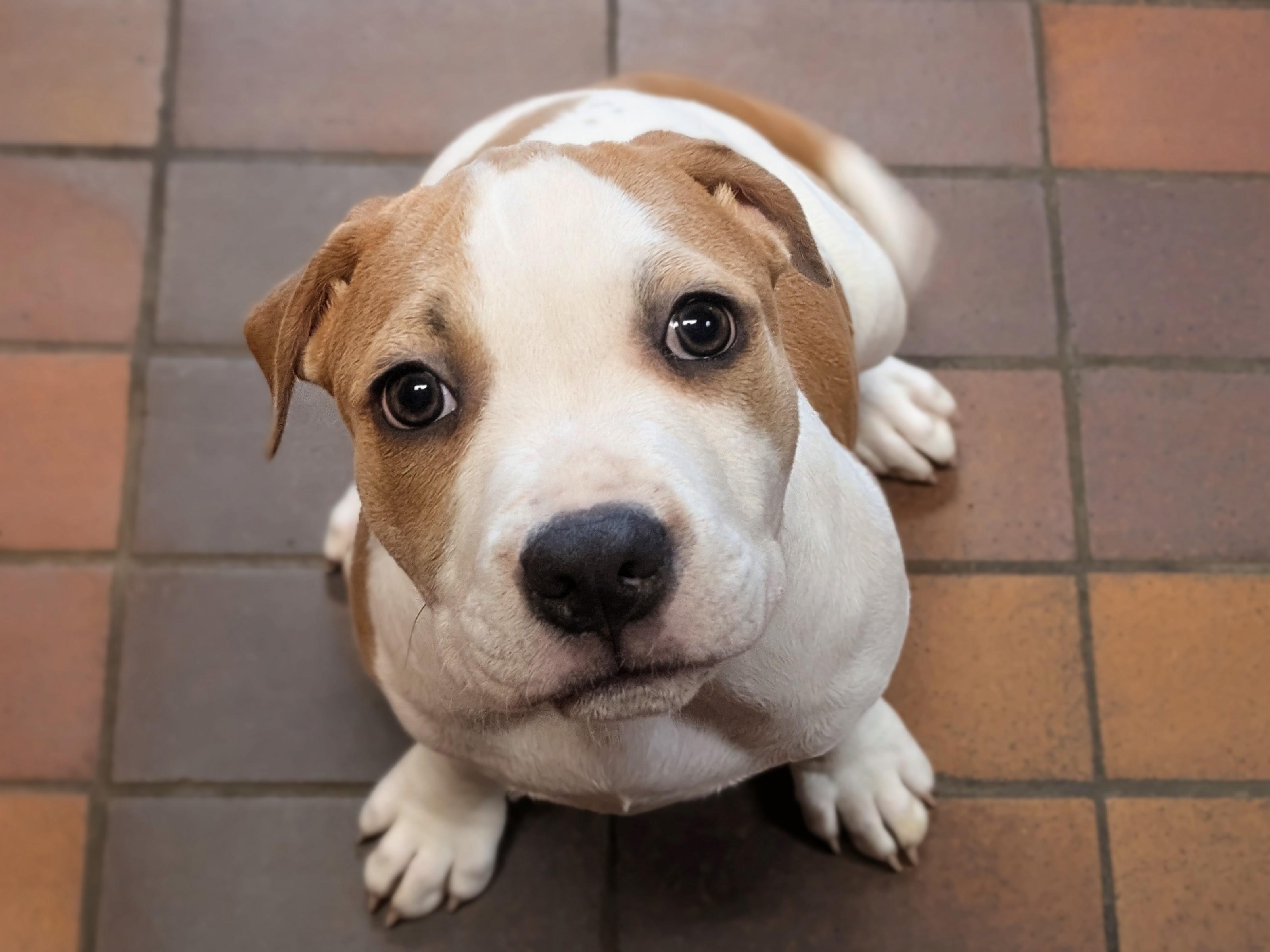 John Laurens, ADOPTABLE, Puppy Male Mixed Breed.