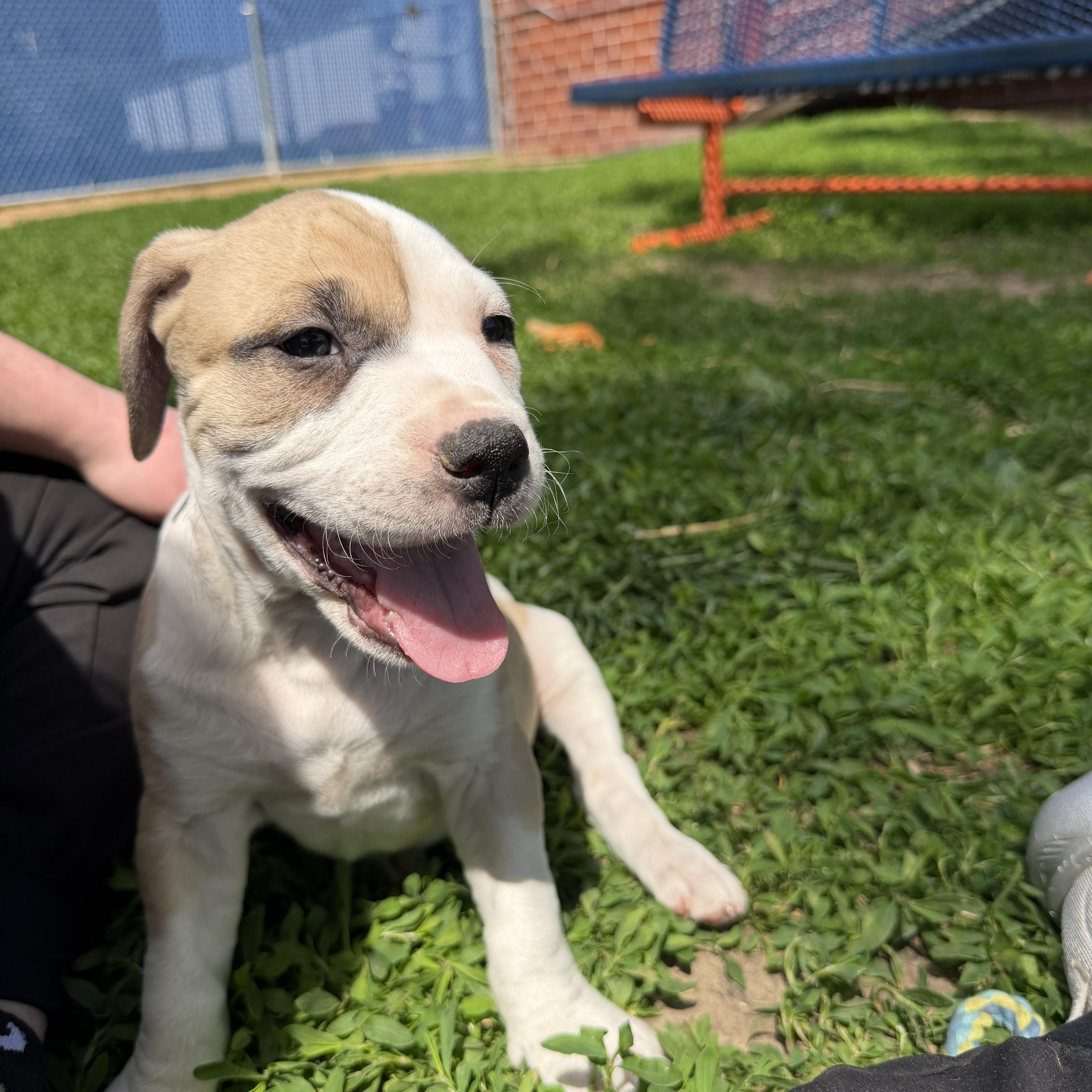 John Laurens, a ADOPTABLE mixed breed in Des Moines, IA image 4/5