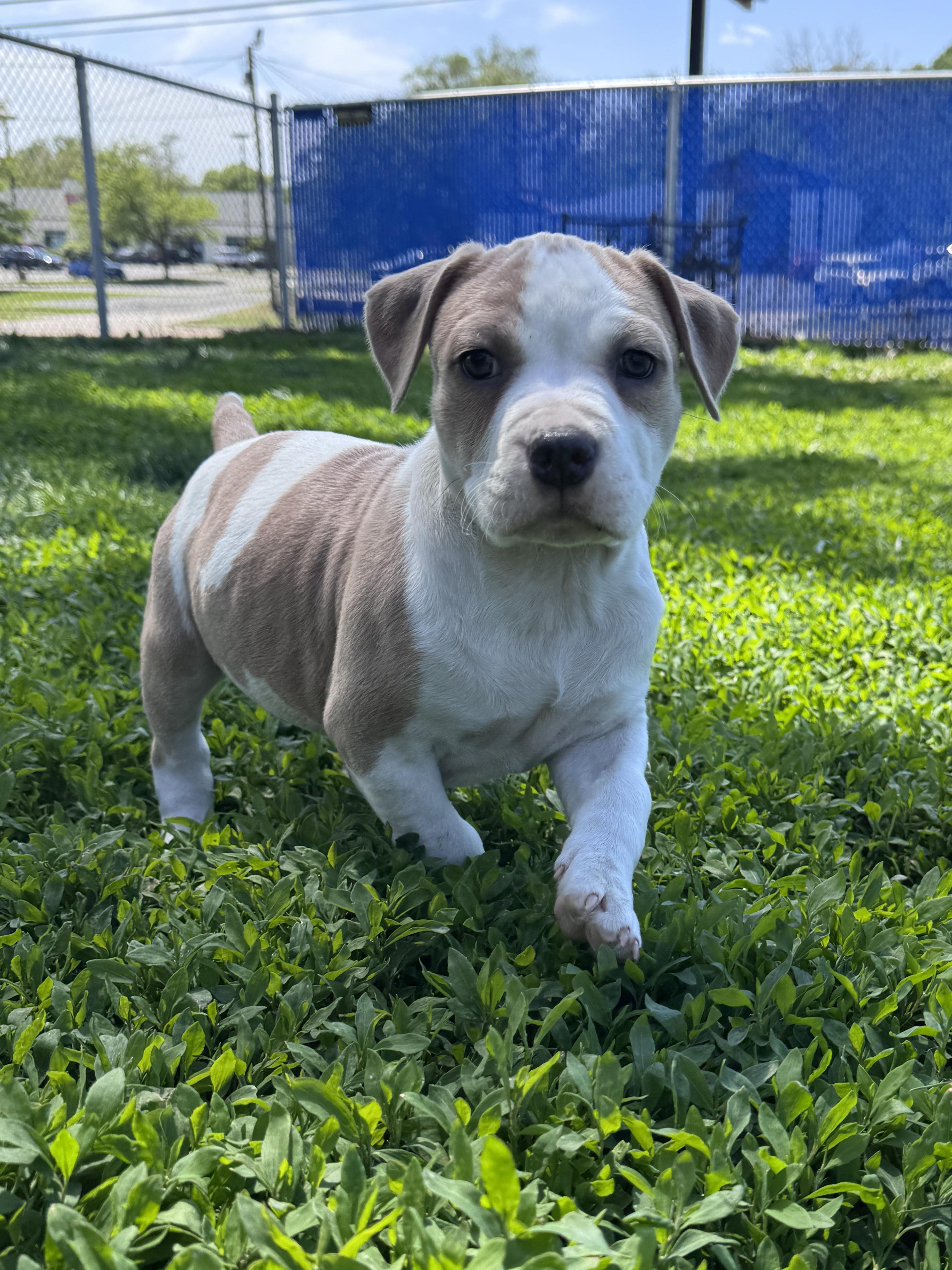 John Laurens, a ADOPTABLE mixed breed in Des Moines, IA image 3/5
