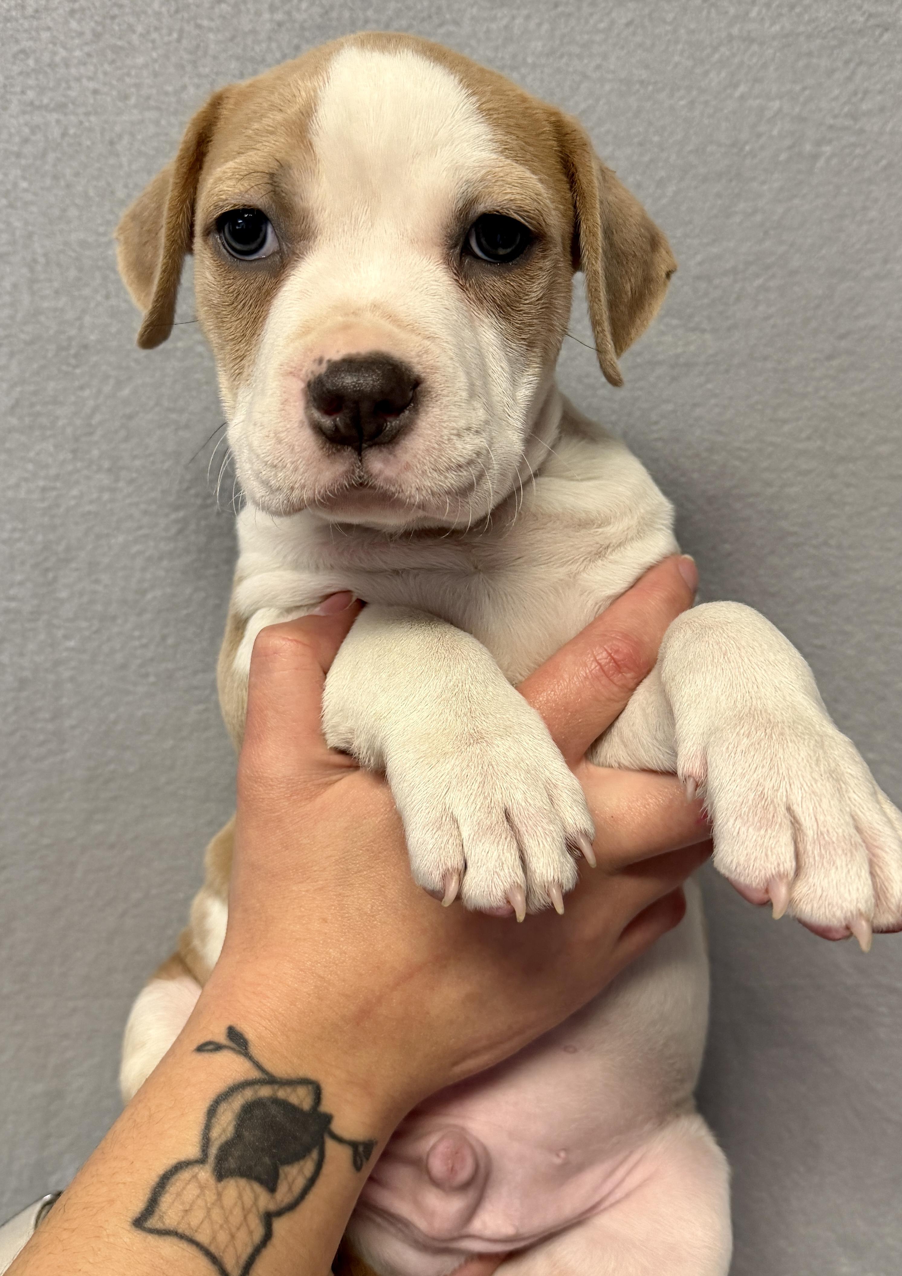 John Laurens, a ADOPTABLE mixed breed in Des Moines, IA image 5/5