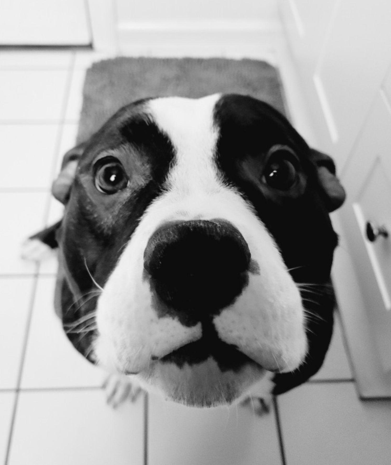 Mr. Bean, Adoptable, Young Male American Bully.