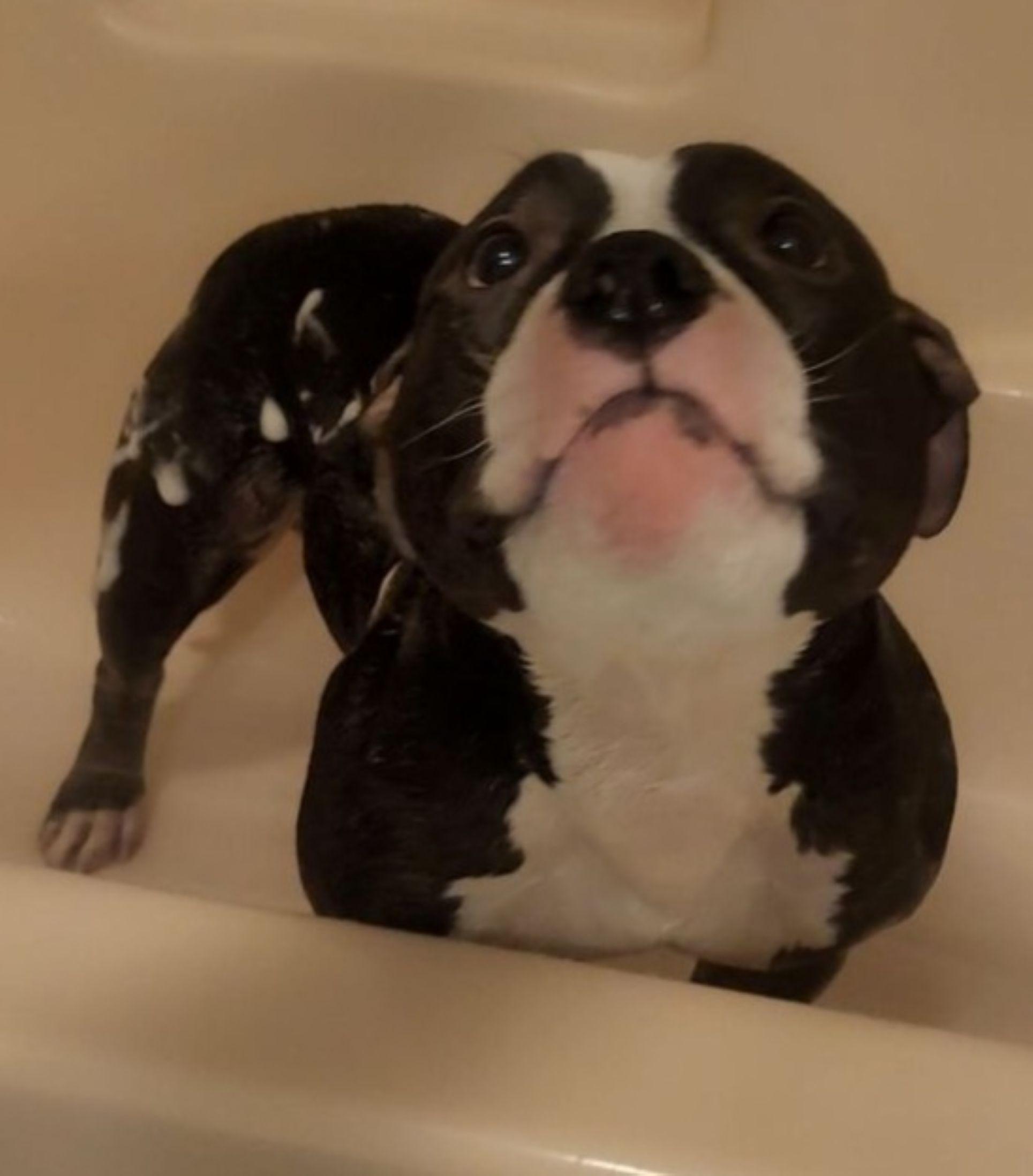 Enlarge Mr. Bean, a Adoptable American Bully in East Hartford, CT image 2/6