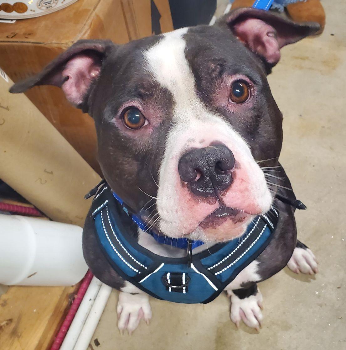 Enlarge Mr. Bean, a Adoptable American Bully in East Hartford, CT image 4/6