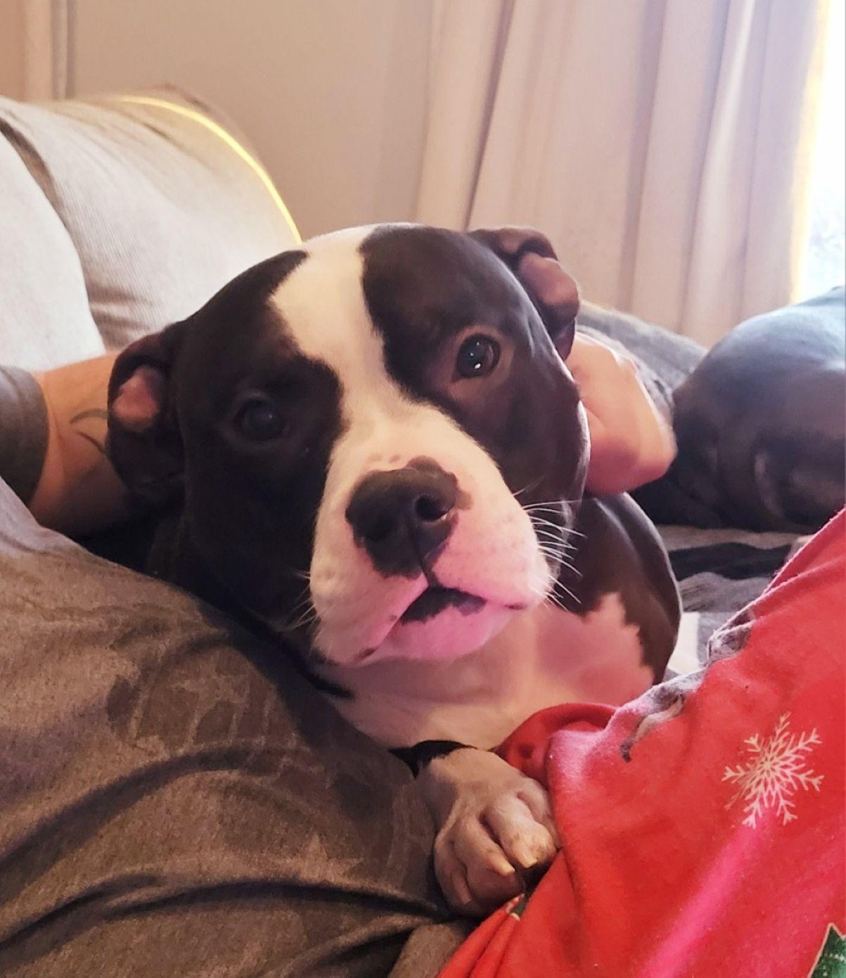 Enlarge Mr. Bean, a Adoptable American Bully in East Hartford, CT image 5/6