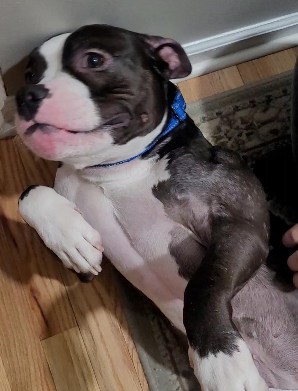 Enlarge Mr. Bean, a Adoptable American Bully in East Hartford, CT image 6/6