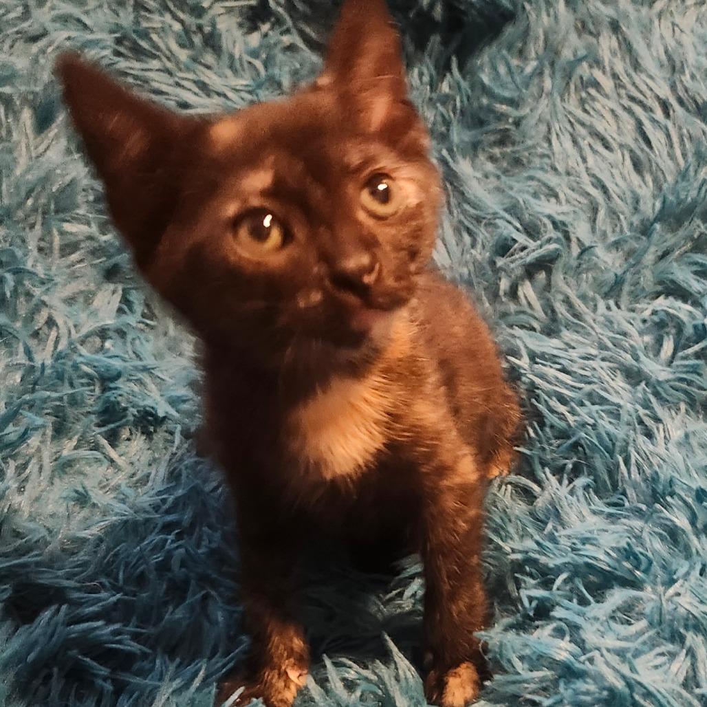 Franny Jo-AR, Adoptable, Kitten Female Domestic Short Hair.