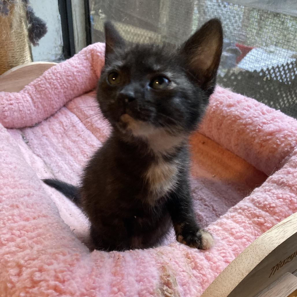 Enlarge Franny Jo-AR, a Adoptable Domestic Short Hair in Tallahassee, FL image 2/3