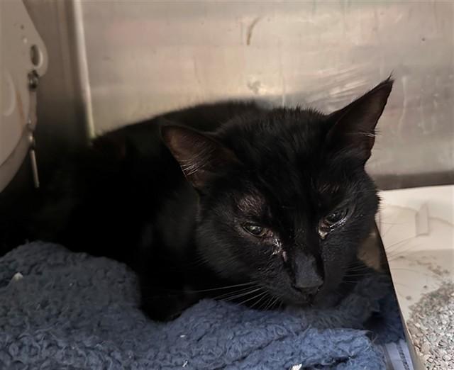 Enlarge ZUKI, a Adoptable Domestic Short Hair in Baldwin Park, CA image 1/1