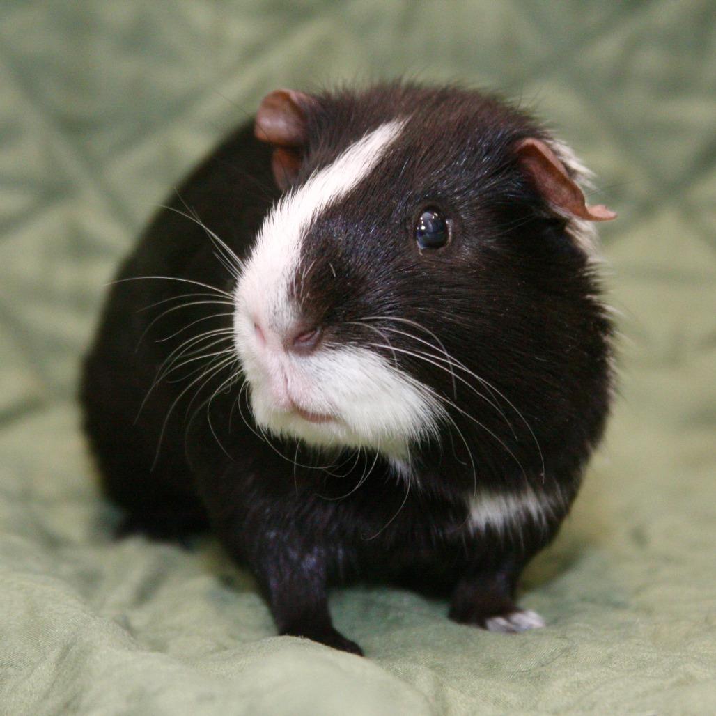 Enlarge Oreo, a Adoptable Guinea Pig in Allentown, PA image 1/4
