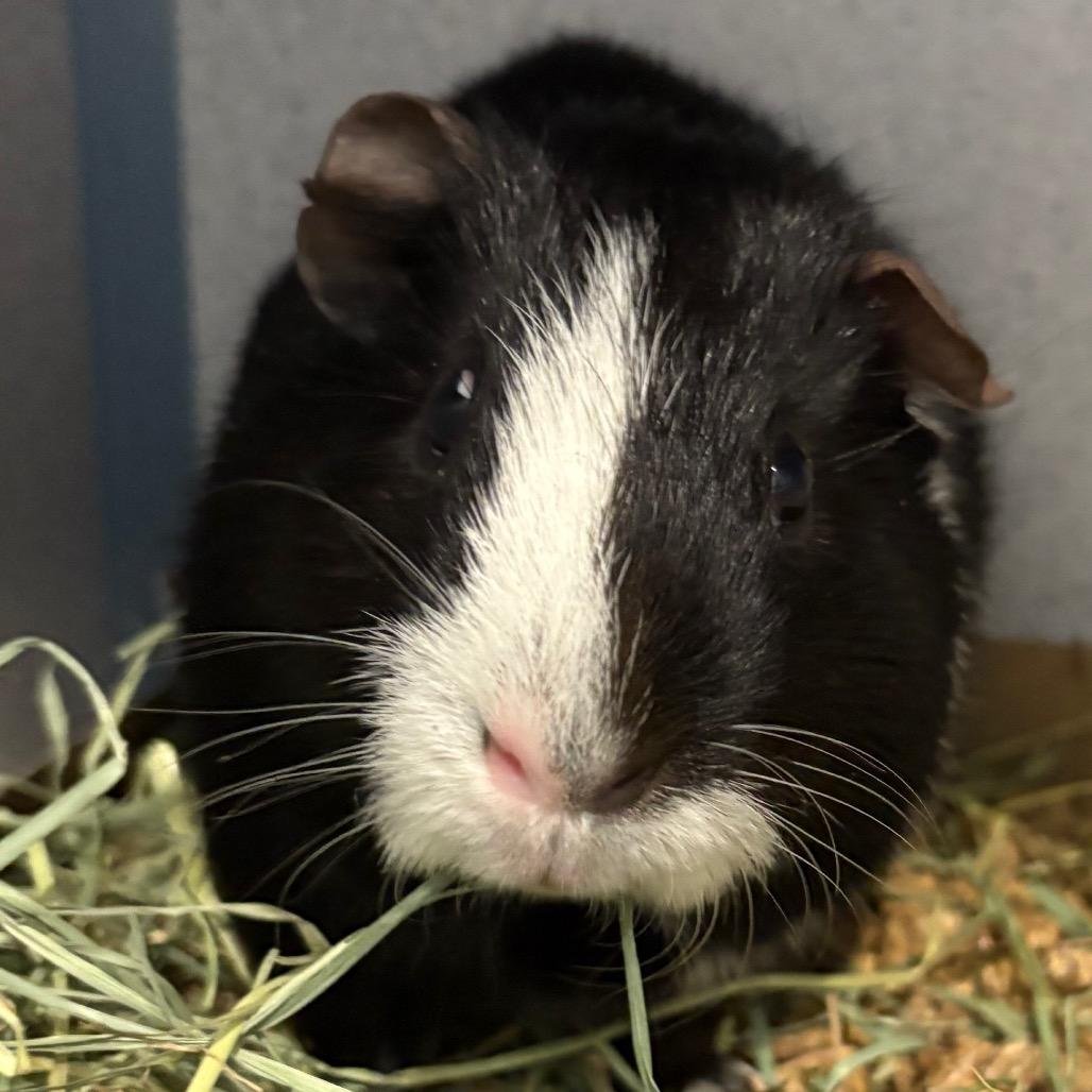Enlarge Oreo, a Adoptable Guinea Pig in Allentown, PA image 2/4