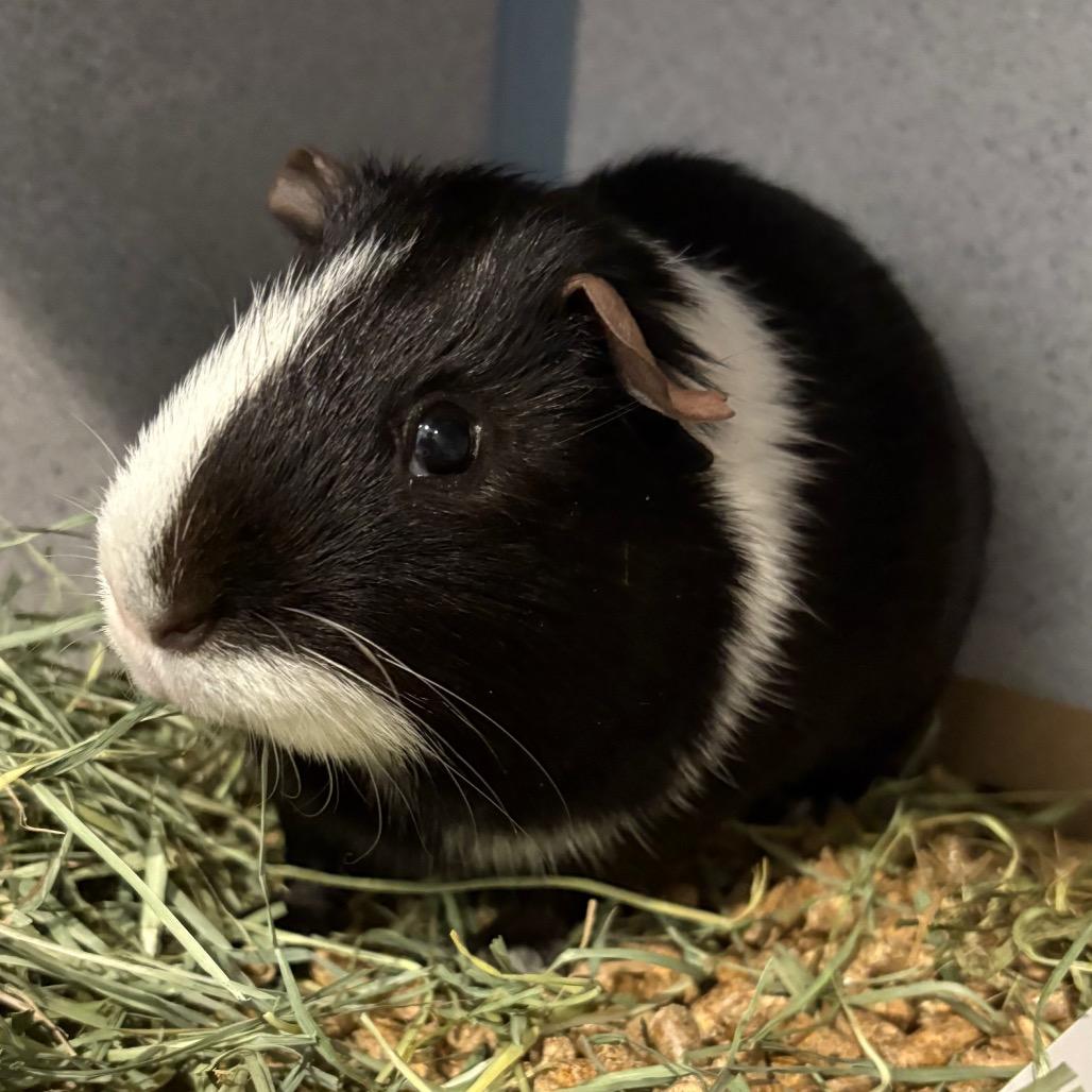 Enlarge Oreo, a Adoptable Guinea Pig in Allentown, PA image 3/4
