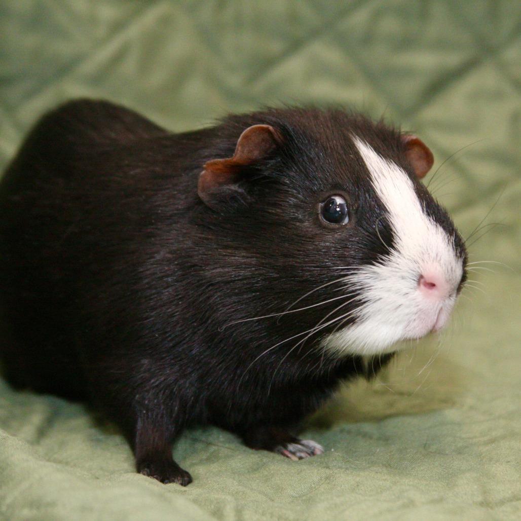 Enlarge Oreo, a Adoptable Guinea Pig in Allentown, PA image 4/4
