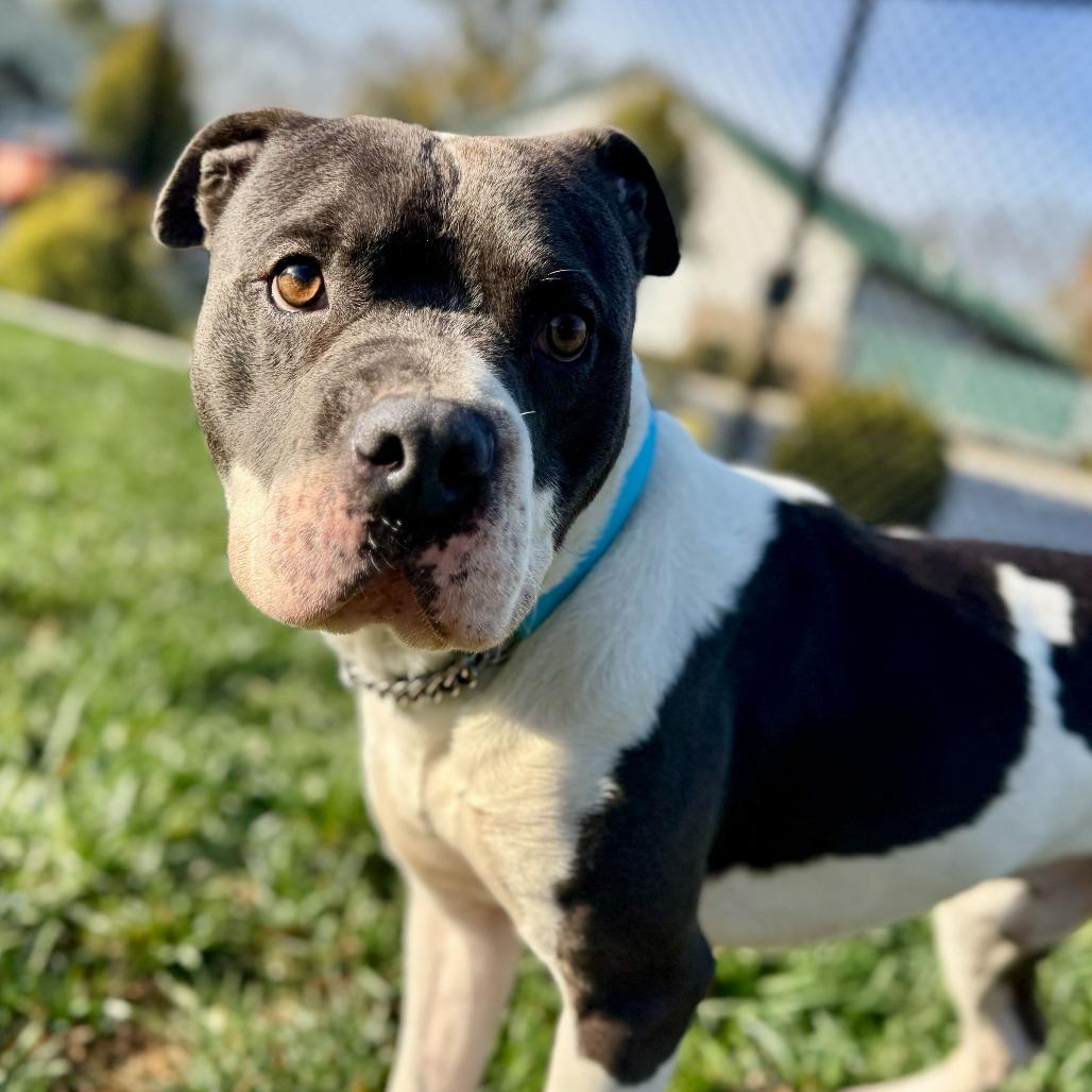 ZaZu, a Adoptable mixed breed in Dayton, OH image 1/6