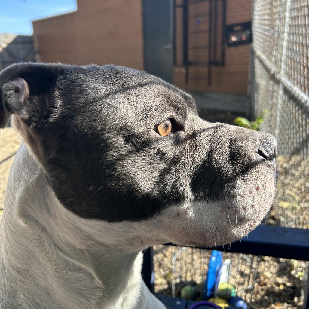 ZaZu, a Adoptable mixed breed in Dayton, OH image 3/6