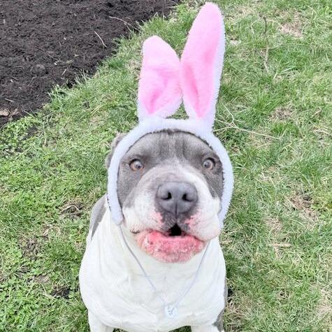 ZaZu, a Adoptable mixed breed in Dayton, OH image 4/6