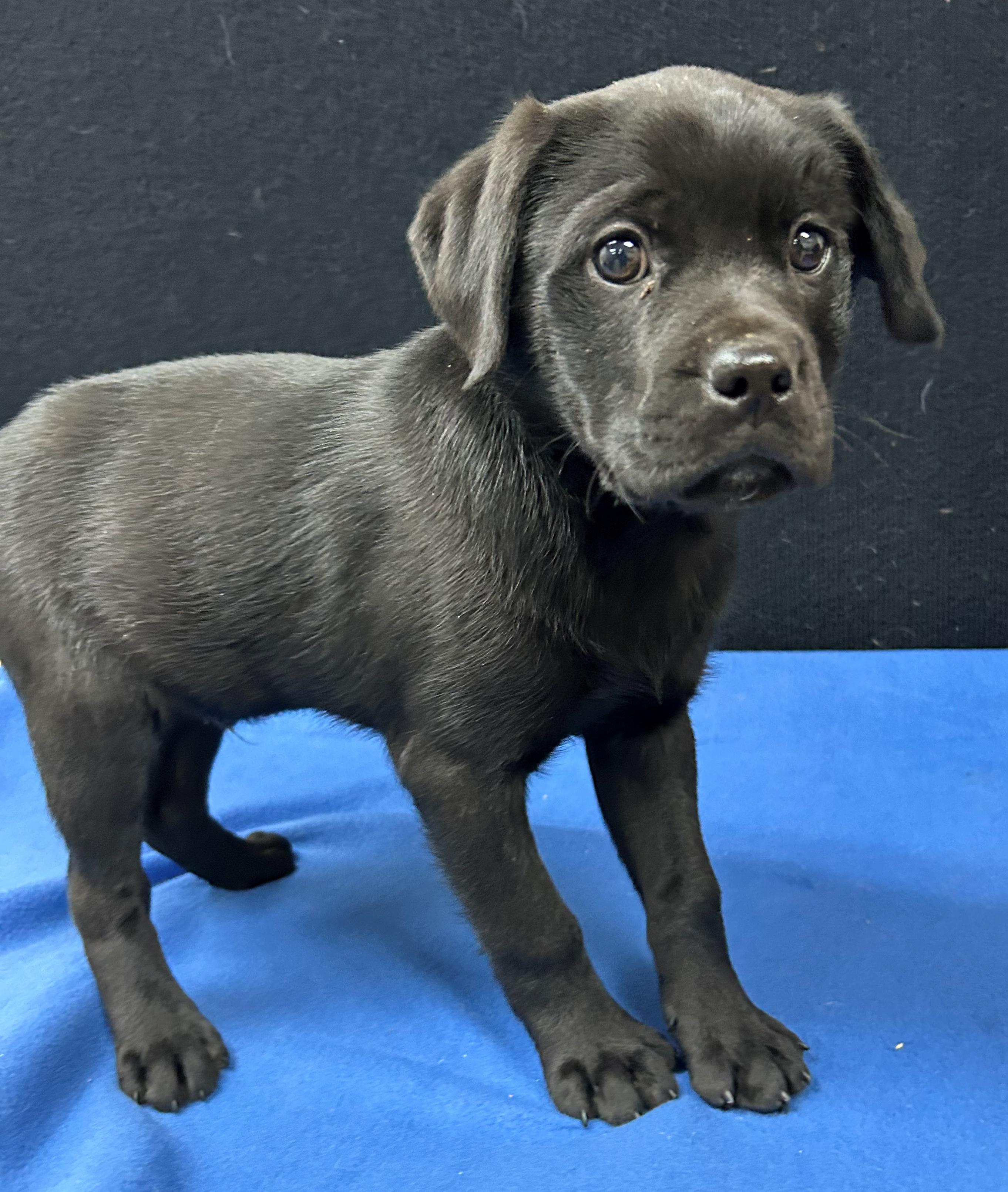 Enlarge Harrington, a Adoptable mixed breed in Neillsville, WI image 1/5