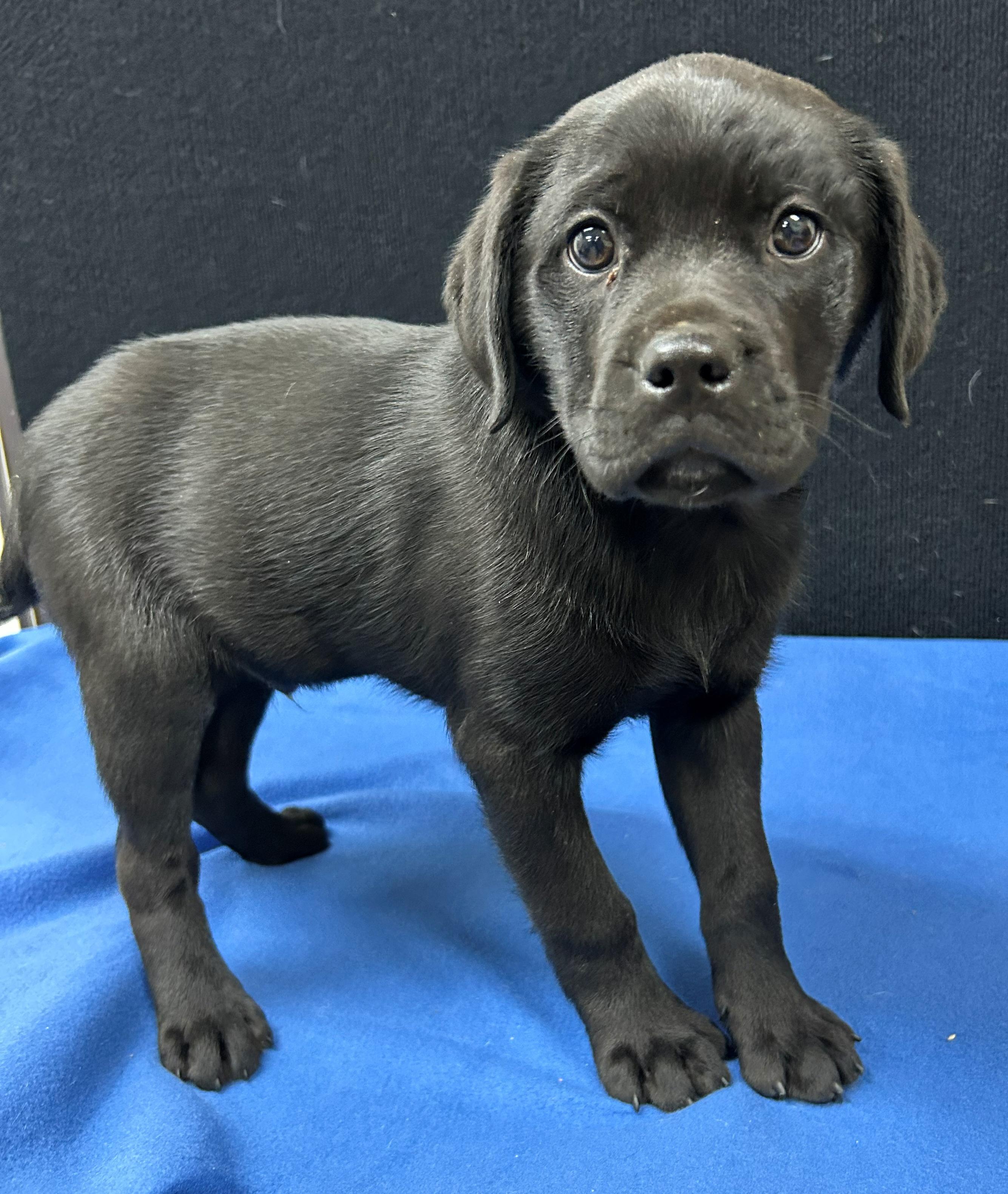 Enlarge Harrington, a Adoptable mixed breed in Neillsville, WI image 2/5