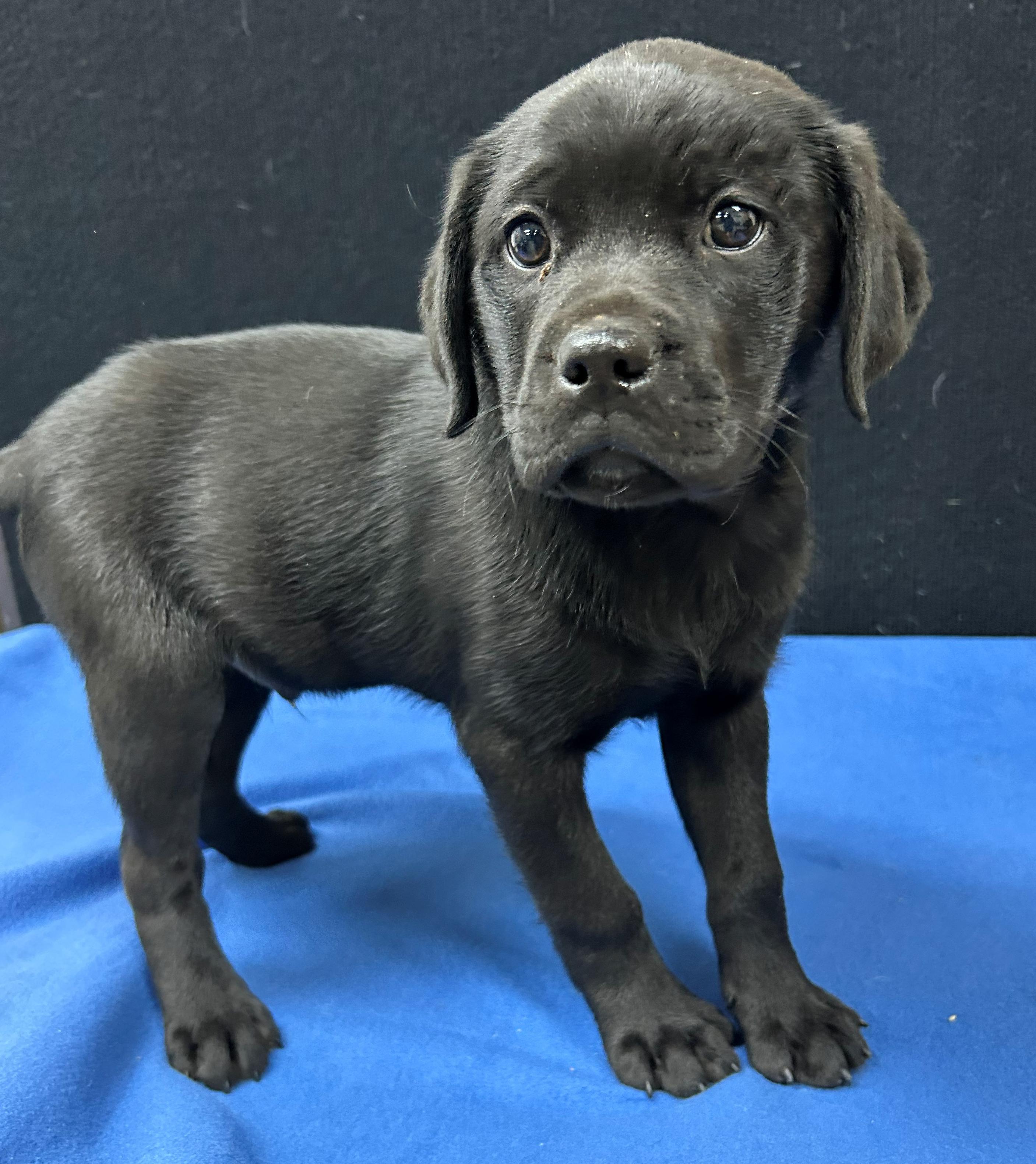 Enlarge Harrington, a Adoptable mixed breed in Neillsville, WI image 3/5